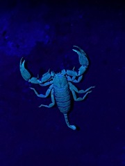 Hormurus