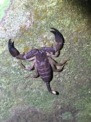 Hormurus