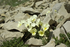 Viola oreades