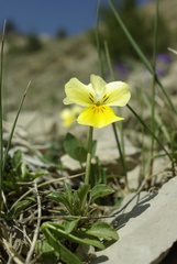 Viola oreades