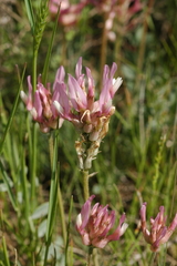 Astragalus platyphyllus
