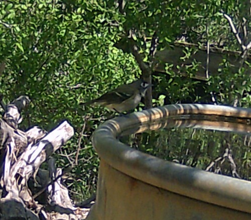 Black-capped Vireo (Vireo atricapilla), photo 7