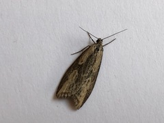 Doloploca punctulana