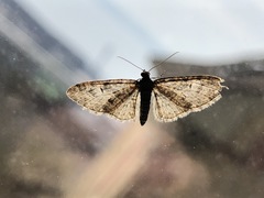 Eupithecia lariciata