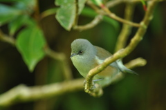 Zosterops borbonicus