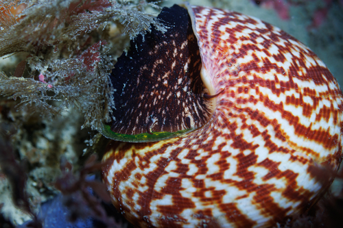 Calliostoma tigris, 2026-04-27
