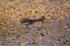 Sciurus vulgaris