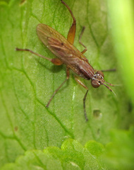 Sepedon spinipes