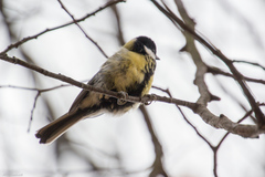Parus major