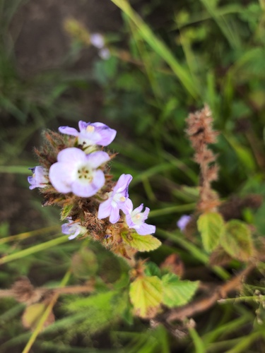 Melochia spicata, photograph 5