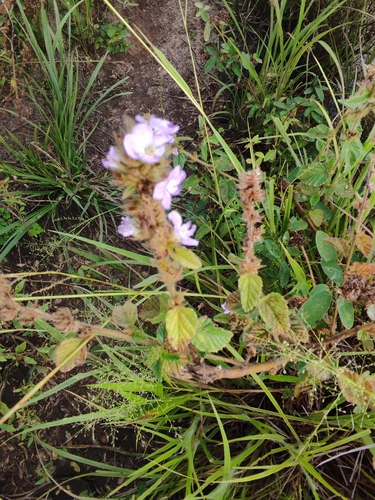 Melochia spicata, photograph 4