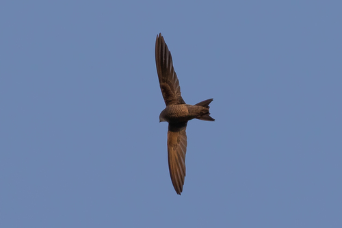 Bradfield's Swift (Apus bradfieldi), photo 4