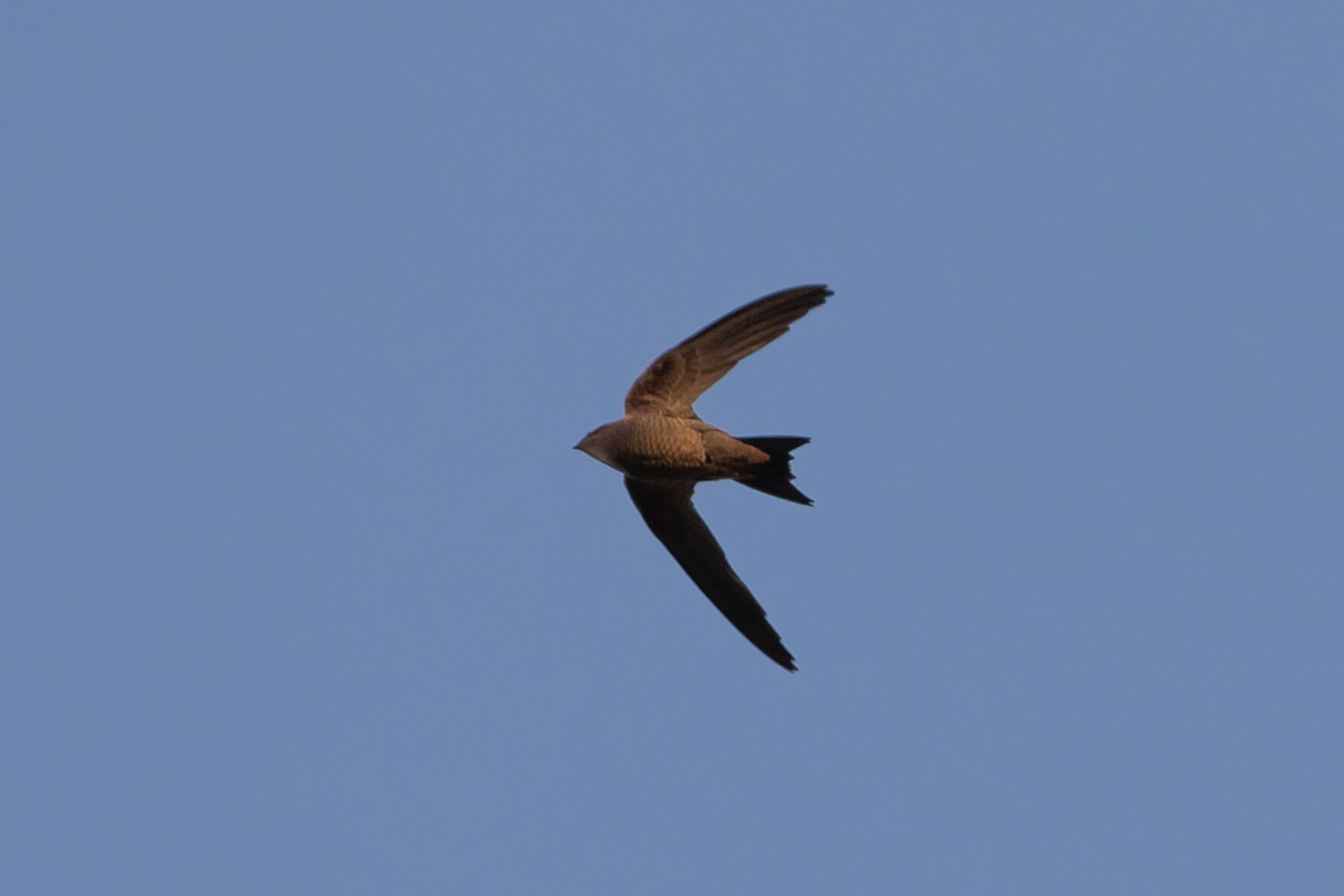 Bradfield's Swift (Apus bradfieldi), photo 3