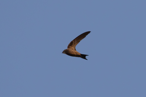 Bradfield's Swift (Apus bradfieldi), photo 2