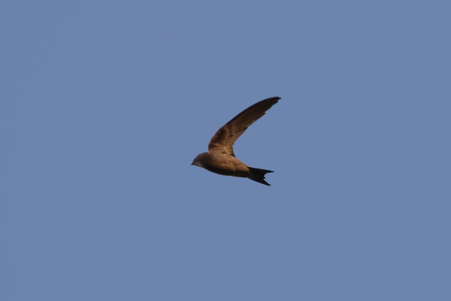 Bradfield's Swift (Apus bradfieldi), photo 2