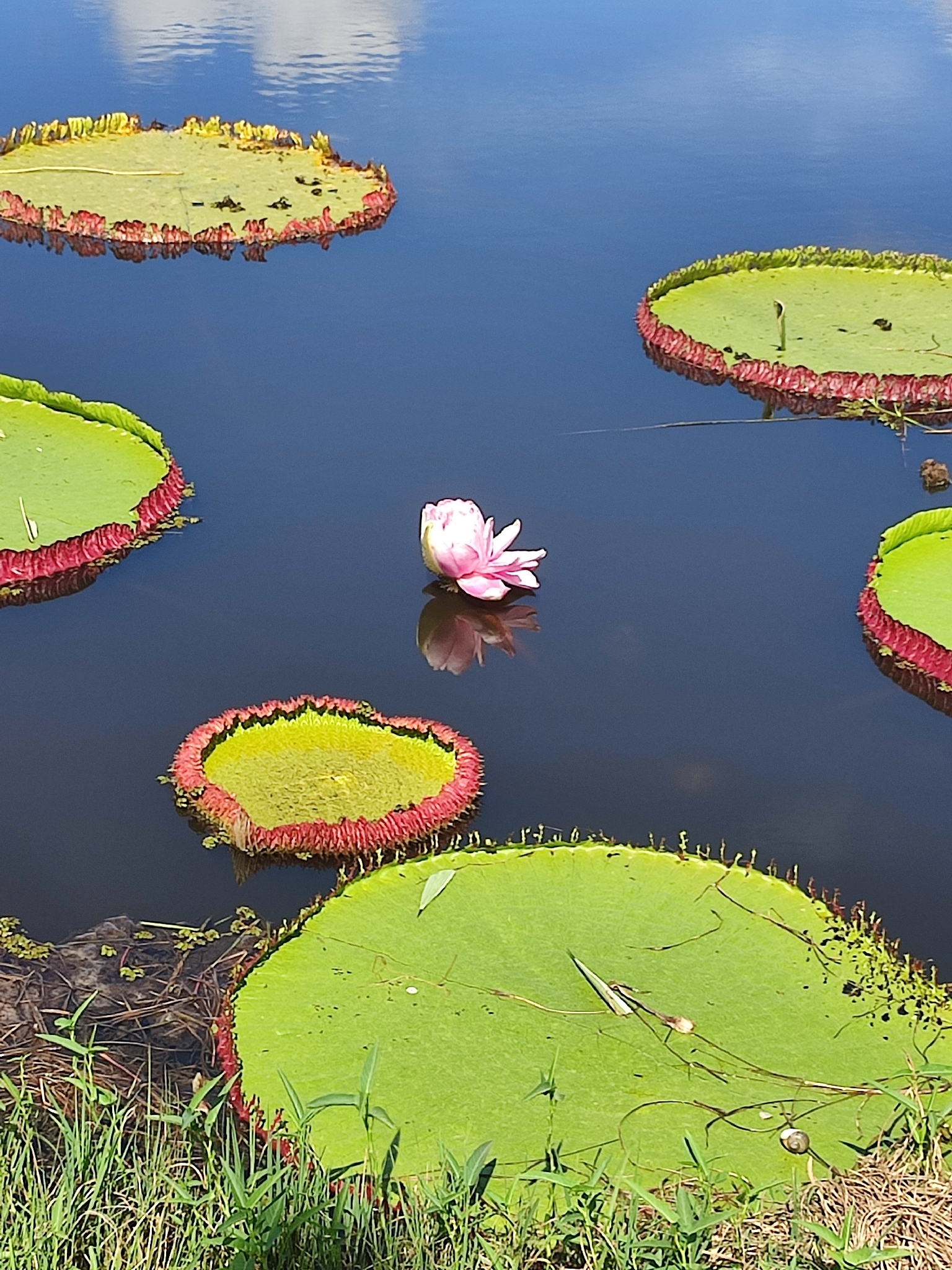Bolivian giant waterlily