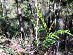 Acacia deanei