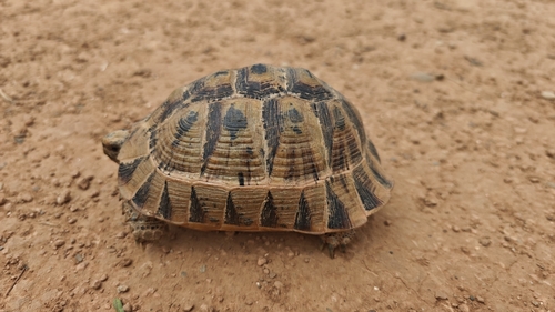Souss Valley Tortoise