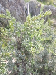 Grevillea lanigera