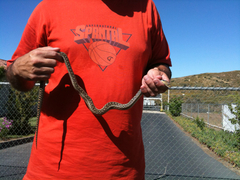 Pituophis catenifer annectens