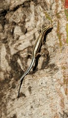 Cryptoblepharus leschenault