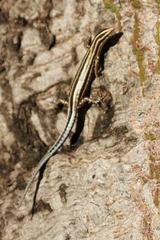 Cryptoblepharus leschenault