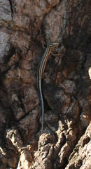 Cryptoblepharus leschenault