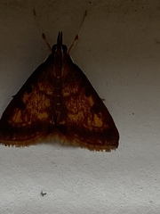 Pyrausta acrionalis
