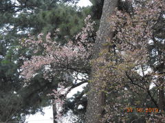 Prunus