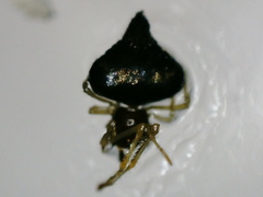 Chikunia nigra