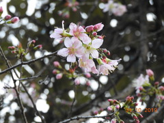 Prunus