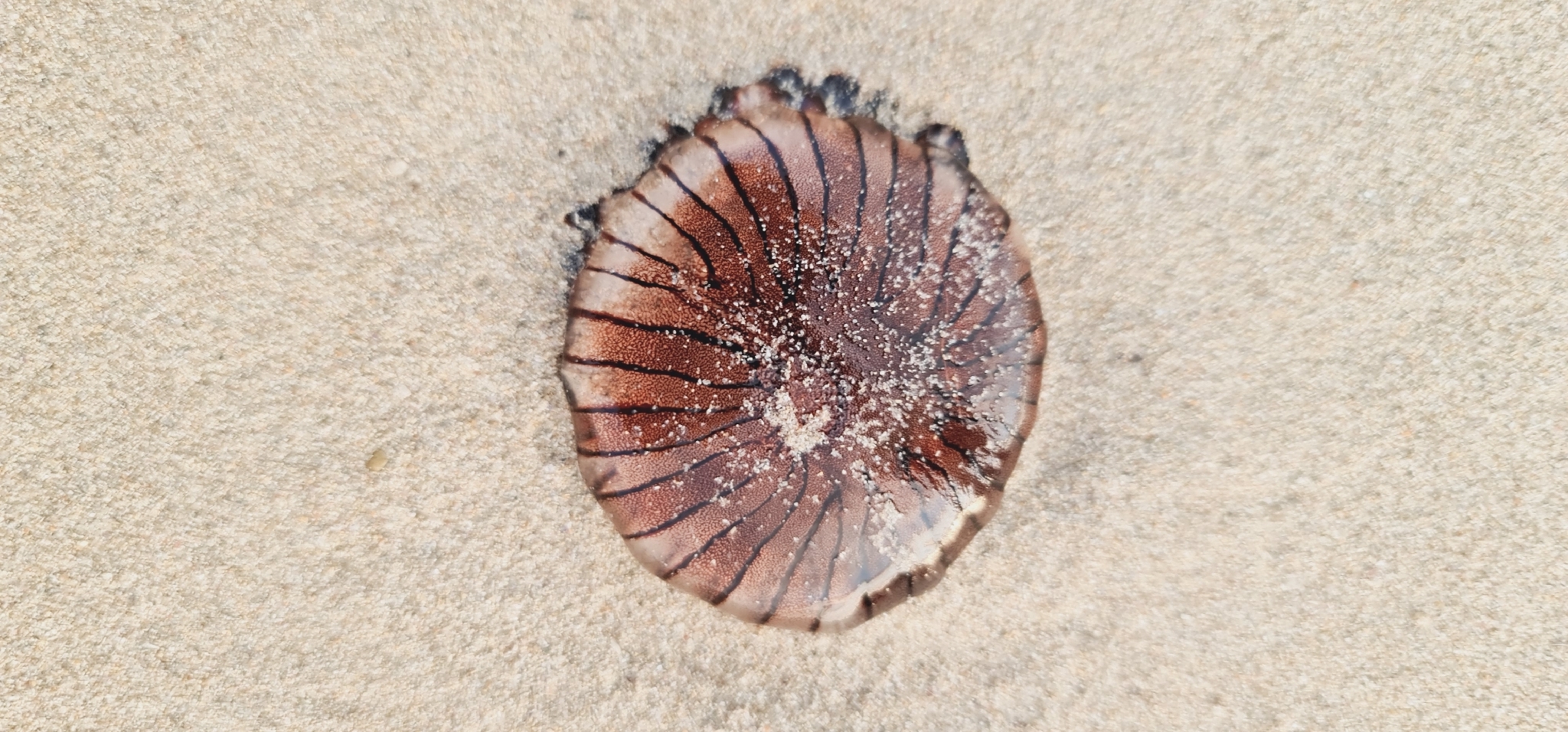 Chrysaora agulhensis Ras, Neethling, Engelbrecht, Morandini, Bayha, Skrypzeck & Gibbons, 2020