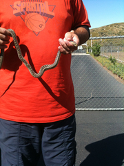 Pituophis catenifer annectens