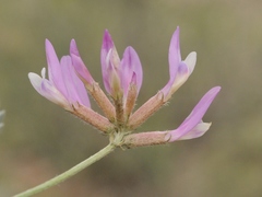 Astragalus petraeus