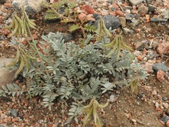 Astragalus petraeus