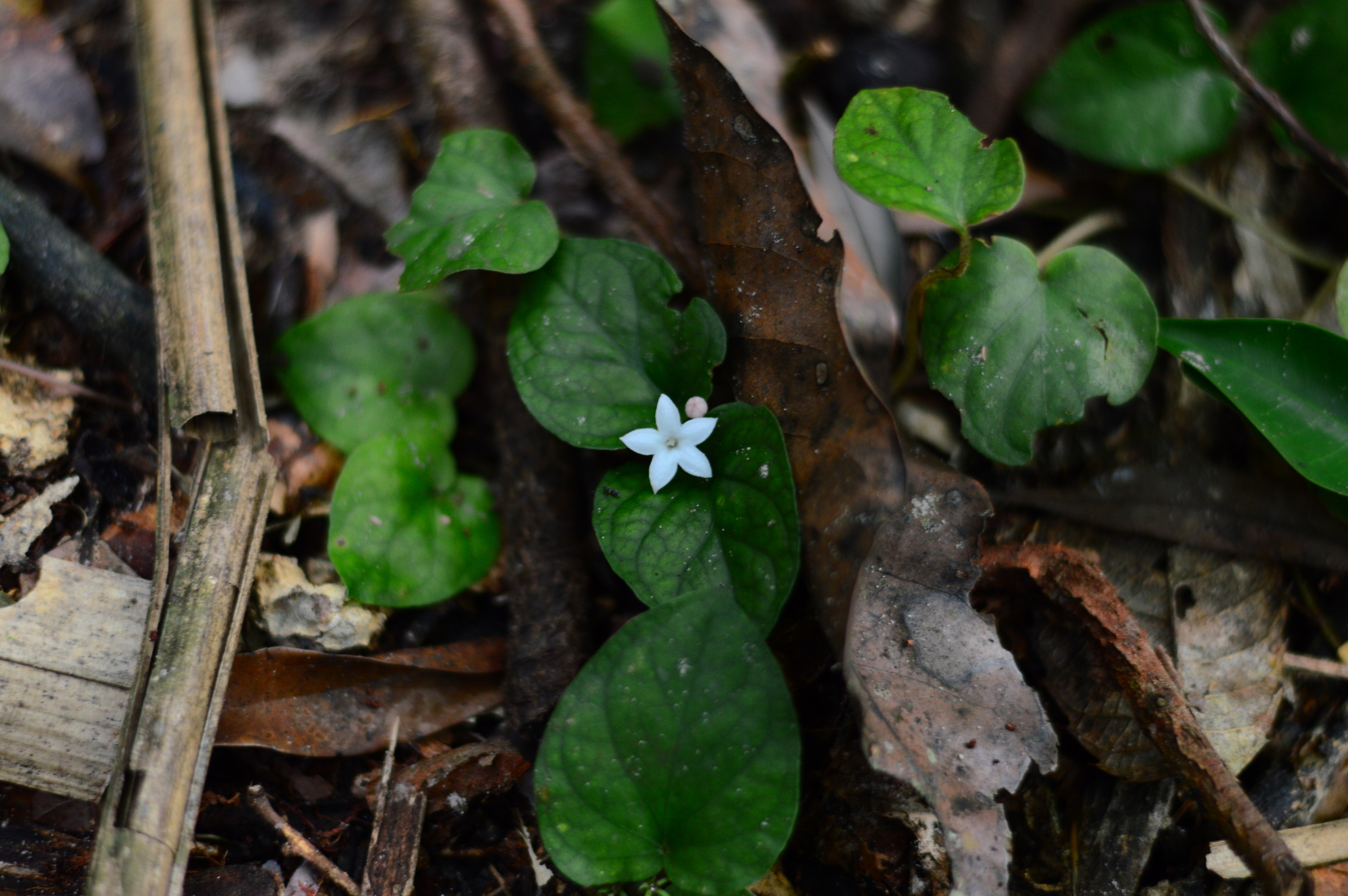 Geophila repens