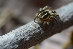 Stenaelurillus guttiger