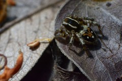 Stenaelurillus guttiger