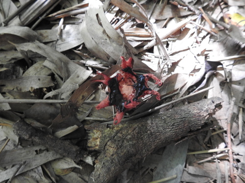 anemone stinkhorn fungus