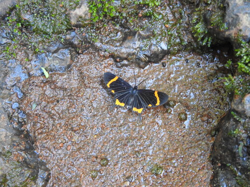 Barbicornis basilis