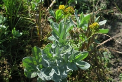 Senecio lanceus