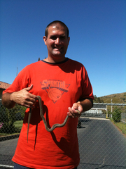 Pituophis catenifer annectens