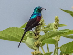 Cinnyris erythrocercus