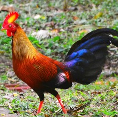 Gallus lafayettii
