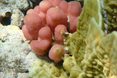 Stylophora