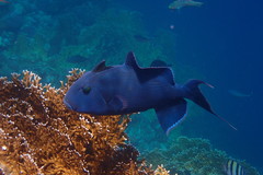 Pseudobalistes fuscus