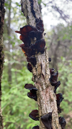 American Amber Jelly Fungus
