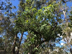 Angophora