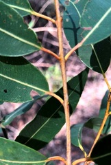 Angophora