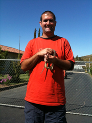 Pituophis catenifer annectens